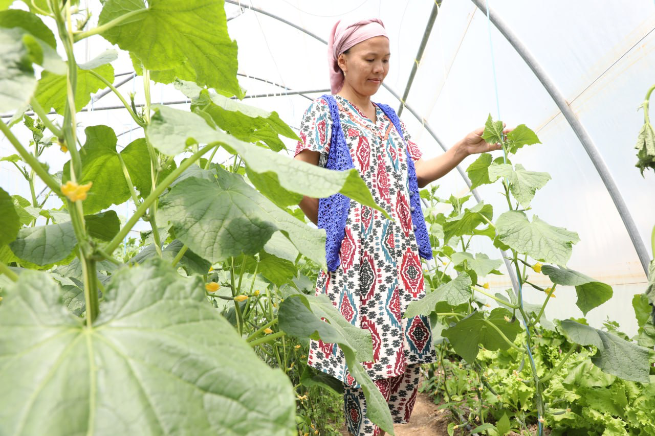 UNDP and Japan join forces to revitalize Aral Sea region with climate-resilient agriculture project 